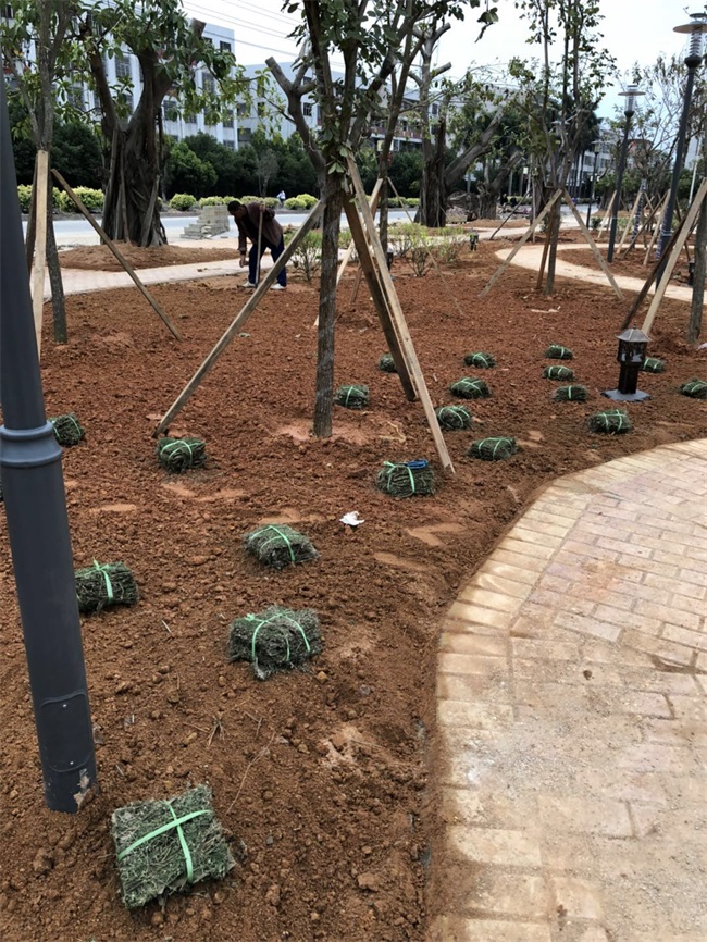 1520217333372698.jpg 臚溪文體廣場 (12).jpg