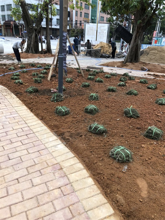 1520217335121693.jpg 臚溪文體廣場 (14).jpg